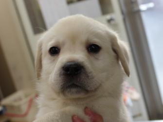 ラブラドールレトリーバー