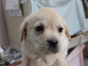 ラブラドールレトリーバー