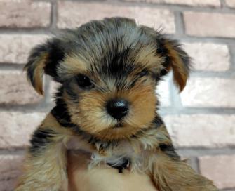 ヨークシャーテリア