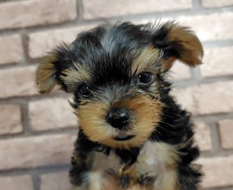 ヨークシャーテリア