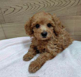 トイプードル