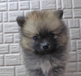 ポメラニアン