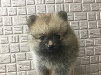 ポメラニアン