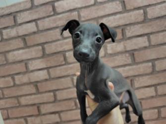 イタリアングレーハウンド