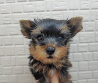 ヨークシャーテリア