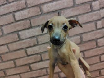 イタリアングレーハウンド