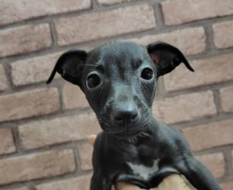 イタリアングレーハウンド