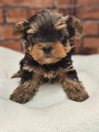 ヨークシャーテリア