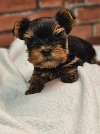 ヨークシャーテリア