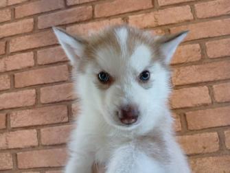 シベリアンハスキー