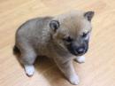 柴犬