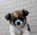 チワワ