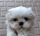 マルチーズ