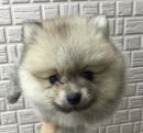 ポメラニアン