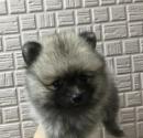 ポメラニアン