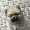 ポメラニアン