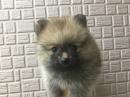 ポメラニアン