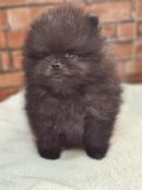 ポメラニアン