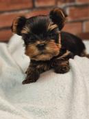 ヨークシャーテリア