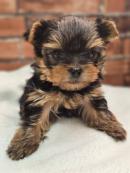 ヨークシャーテリア